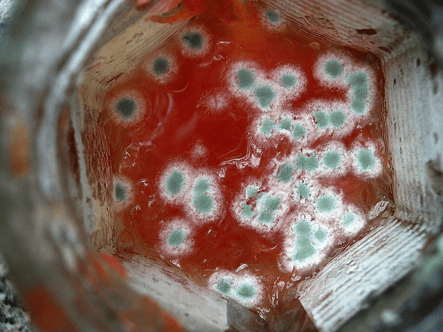 mold toxicity, toxic mold exposure, Mold Toxicity and Lyme Disease