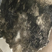 What Does Black Mold Smell Like?