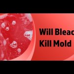 Will Bleach Kill Mold? Debunking the Myths and Revealing the Truth!